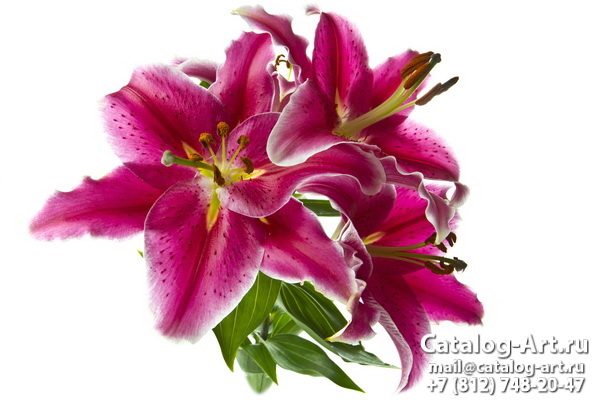 Pink lilies 23